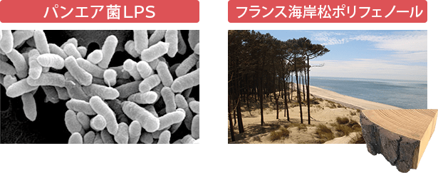 パントエア菌LPS・フランス海岸松ポリフェノール